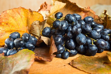 Raisin rouge  .