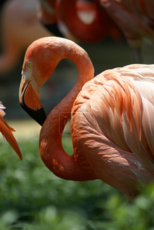Flamant rose 
