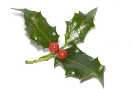 Holly Noël 
