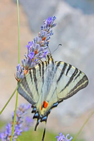 Tigre hirondelle papillon 