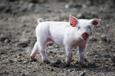 Mignon bébé cochon heureux 