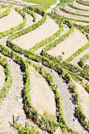 Vallée du Douro, Portugal 