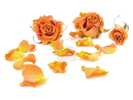 pétales de rose