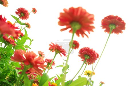 Fleurs de gerberas colorées 