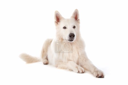 Chien de berger blanc 