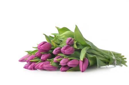Tulipes violettes 