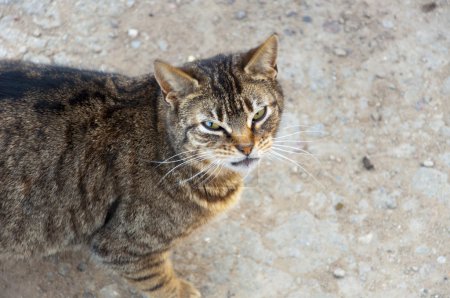 Une image de chat sans abri 