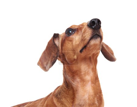 Dachshund chien levant les yeux 