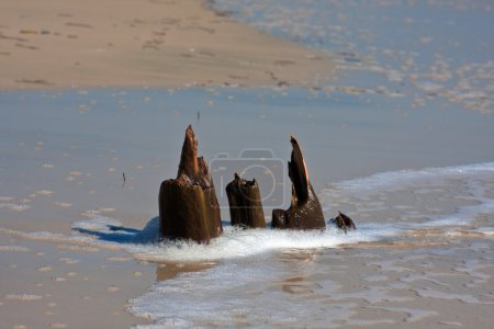 Arbres coincés sur la plage 