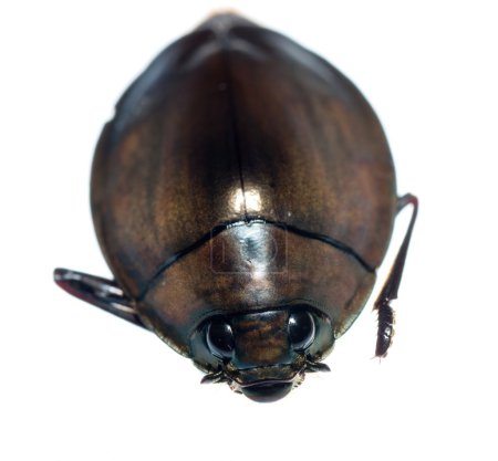 Tourbillon des insectes scarabée 