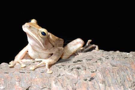 Grenouille arbustive 