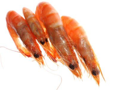 Crevettes bouillies isolées 