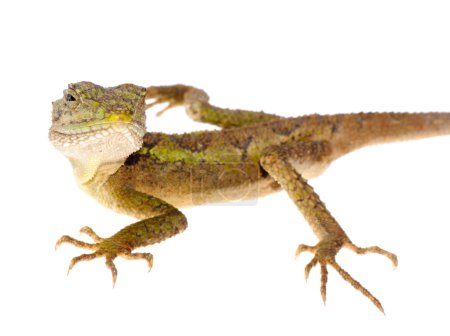 Lézard dragon arbre chinois 