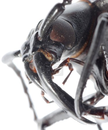 Macro tête de longicorne des insectes 