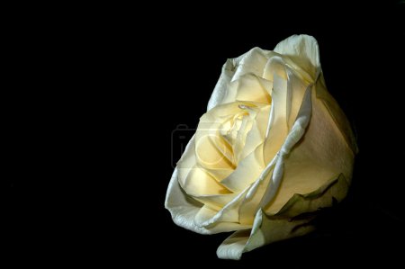 rose blanche sur fond noir
