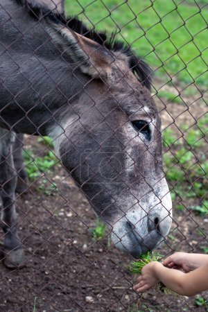 Enfant nourrissant un âne à travers la clôture en filet 