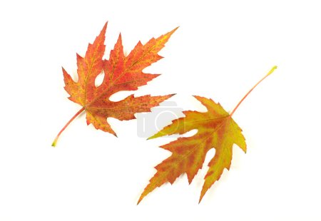 Feuilles d'érable d'automne