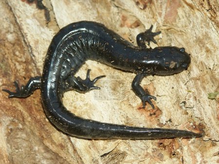 Salamandre à petite bouche (Ambystoma texanum) )
