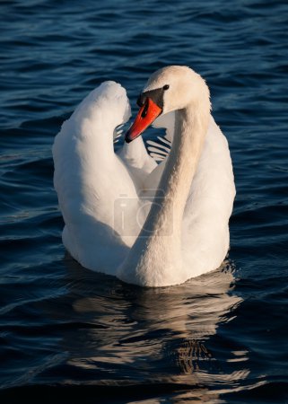 Cygne muet 