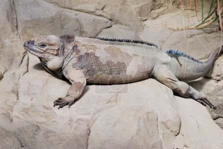 Lézard sur le rocher 