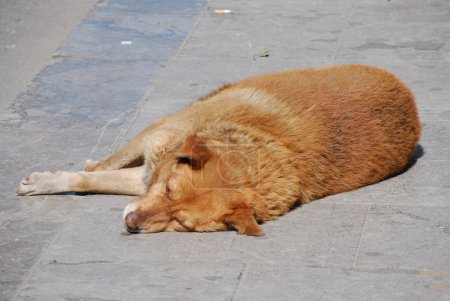 Un chien menteur de dos 