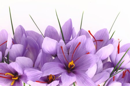 Bannière de fleurs de Crocus safran violet 