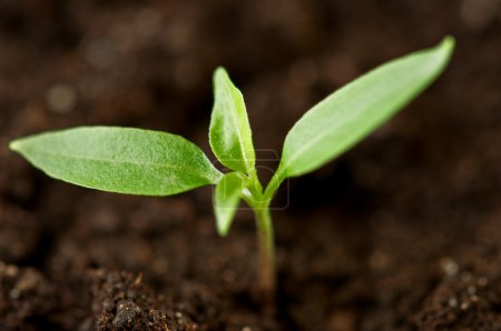 plante