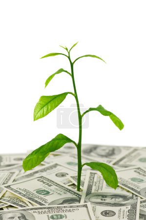 plante