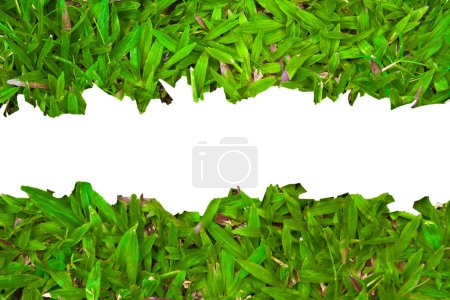 Herbe verte printanière fraîche sur fond blanc avec espace de copie .