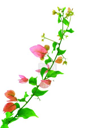 Fleur méditerranéenne rose isolée sur blanc 