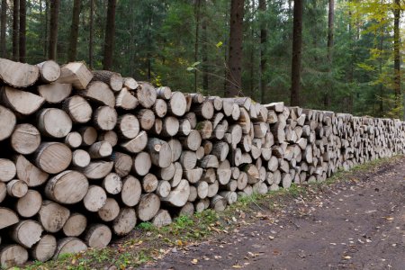 Grumes de peuplier empilées couchées une par une 