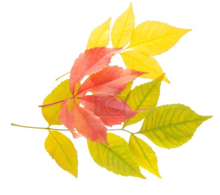 Une variété de feuilles d'automne 