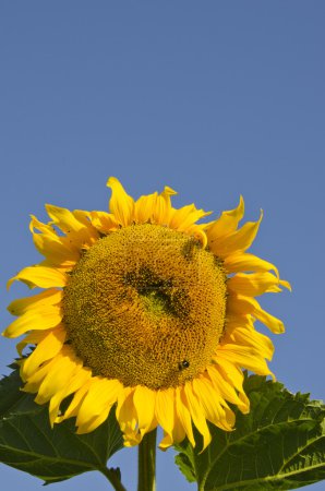 Tête de tournesol mûre et bourdon .