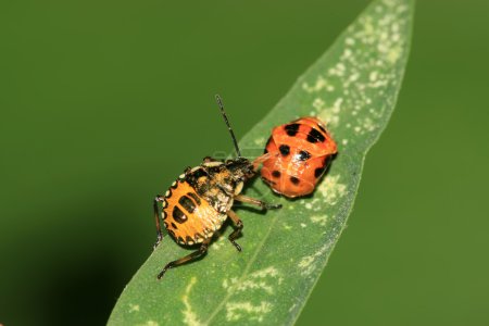 Bogue puante 