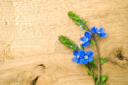 Fleurs bleues 