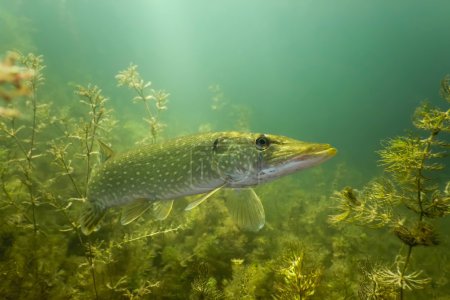 Brochet dans le lac 