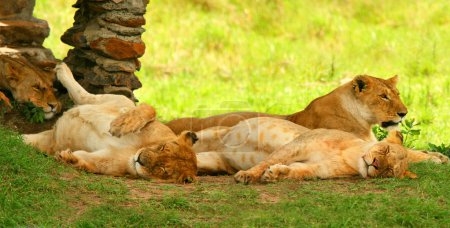 Groupe de lions sauvages 