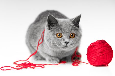 chaton bleu britannique jouant avec la boule rouge de fils 
