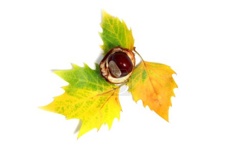 Marron 