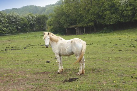 jeunes chevaux dans un champ au printemps 