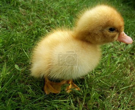 Jeune petit canard mignon sur un fond clair 