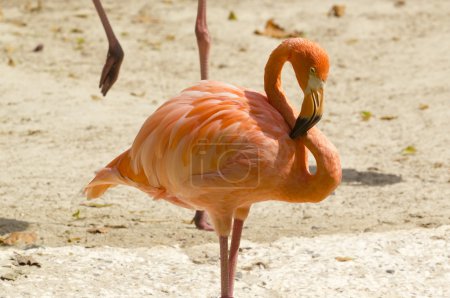Flamant rose