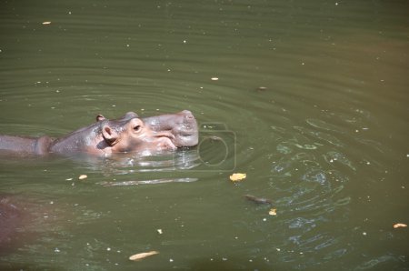 Hippopotame (Hippopotame amphibie) )