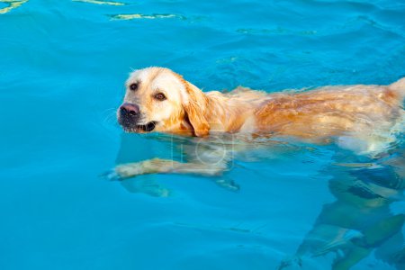 retriever