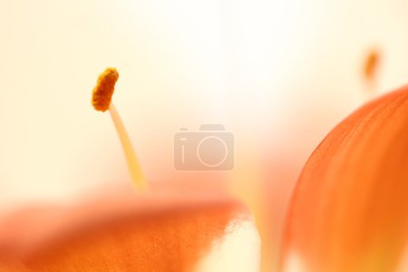 Fleurs