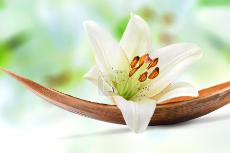 Belle fleur de lys blanc sur une feuille de palmier de coco 