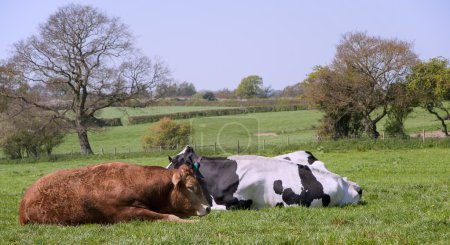 Vaches noires et blanches pâturant dans le champ par une journée ensoleillée 