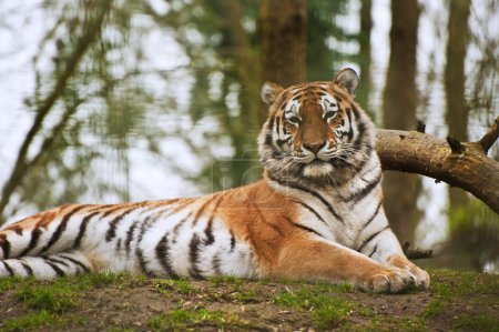 Superbe image rapprochée de tigre relaxant par temps chaud 
