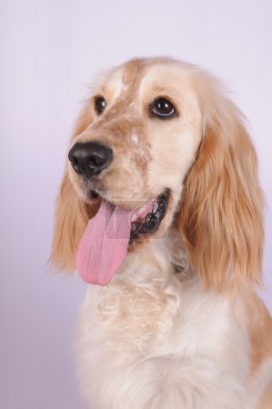 Anglais Cocker Spaniel portrait 
