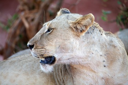 Lionne africaine (Panthera leo)
